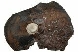 Paleocene Fossil Seed Pod - North Dakota #262302-1